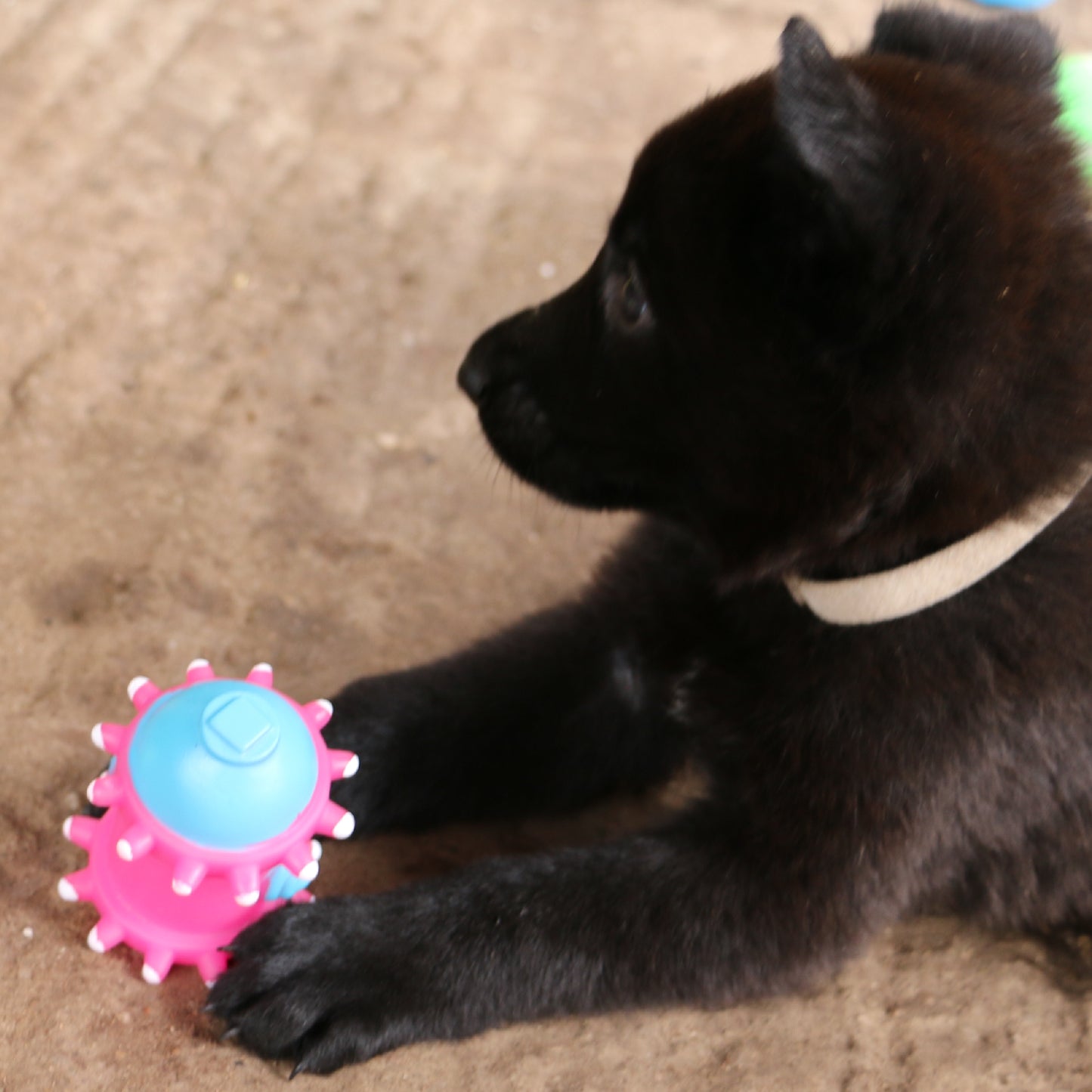 Ancol Small Bite Vinyl Puppy Selection 4pc pack