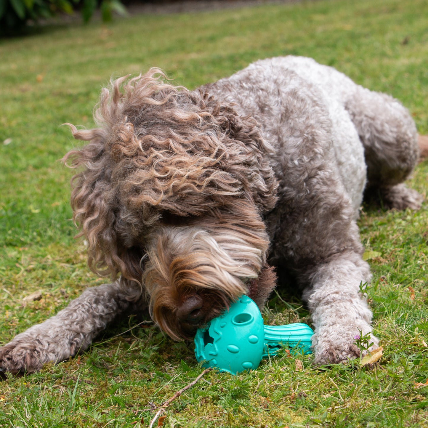 Ancol Orva Mushroom Treat Toy