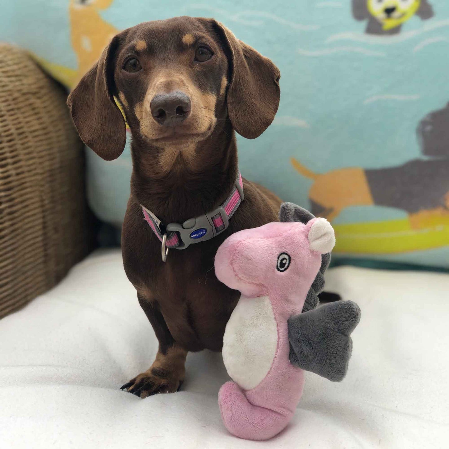 Ancol Made From Mini Turtle, Seal And Seahorse