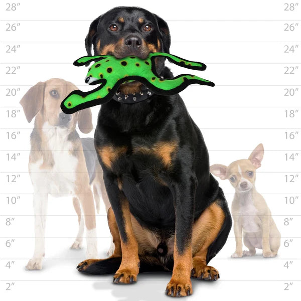 Tuffy Desert Phrog Leaping