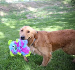 KONG Frizzle Frazzle Interactive Crinkle Toy - Medium