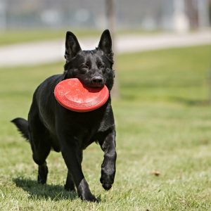 KONG Flyer Durable Flying Disc Dog Toy - Large Red (24cm)