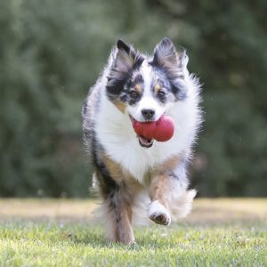 KONG Classic Durable Dog Chew Toy XX-Large 14.5cm - Red