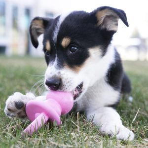 KONG Puppy Binkie Treat Dispensing Dog Toy - Medium Blue/Pink (13cm)