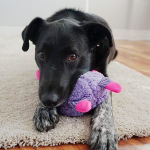 KONG Sherps Floofs Big Horn Squeaky Plush Dog Toy - Medium