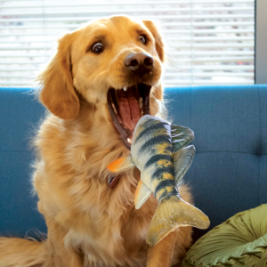 KONG Wild Shieldz Perch Durable Fetch Dog Toy - Medium