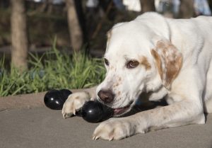 KONG Goodie Bone Extreme Durable Treat Dispensing Dog Toy - Large Black (21.5cm)