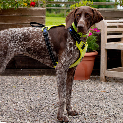 Ancol Viva Travel & Exercise Harness Black Small