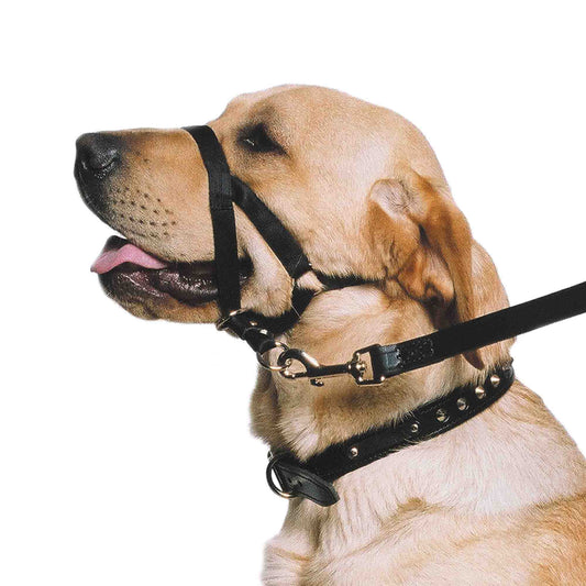 Ancol Nylon Training Halter Small Size 1-2