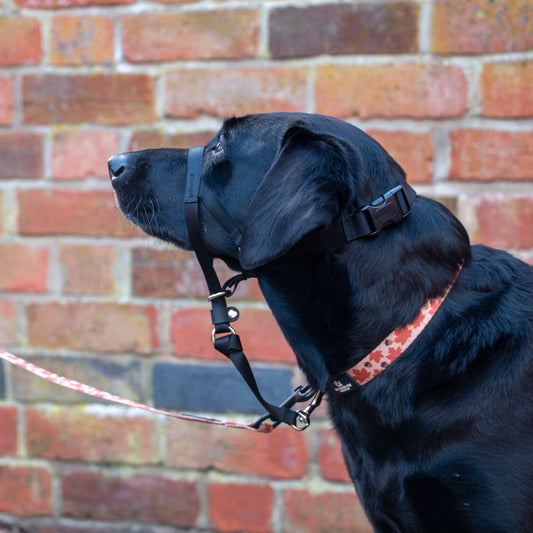 Ancol Nylon Training Halter Medium Size 3-4