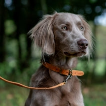 Ancol Timberwolf Leather Lead Mustard 60cmX19mm