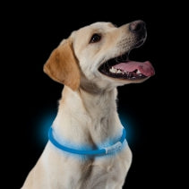 Ancol Rechargeable USB Flashing Band - Blue