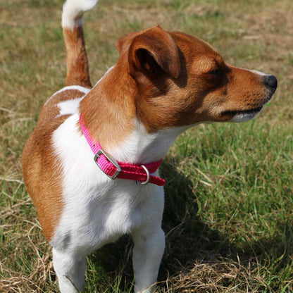 Ancol Viva Buckle Collar Pink Size 5