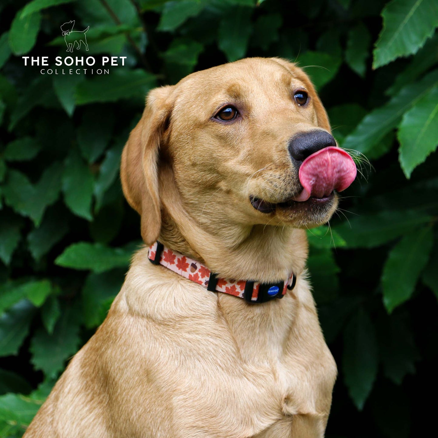 Ancol Soho Maple Leaf Collar Size 2-5