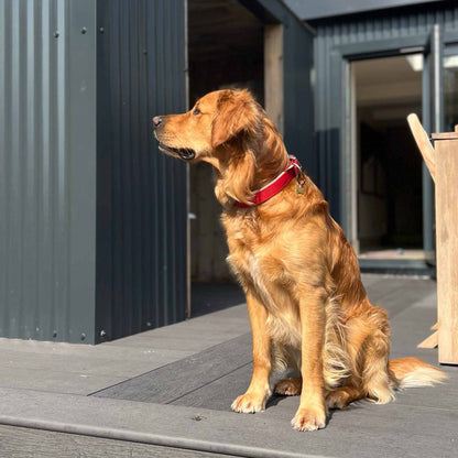 Ancol Viva Padded Buckle Collar Black Size 5