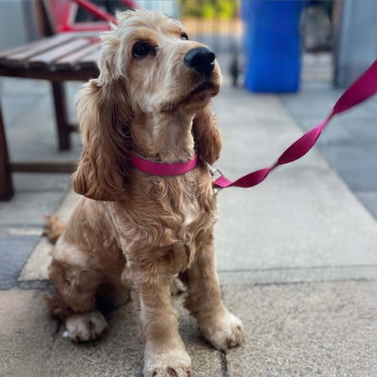 Ancol Viva Padded Buckle Collar Pink Size 4