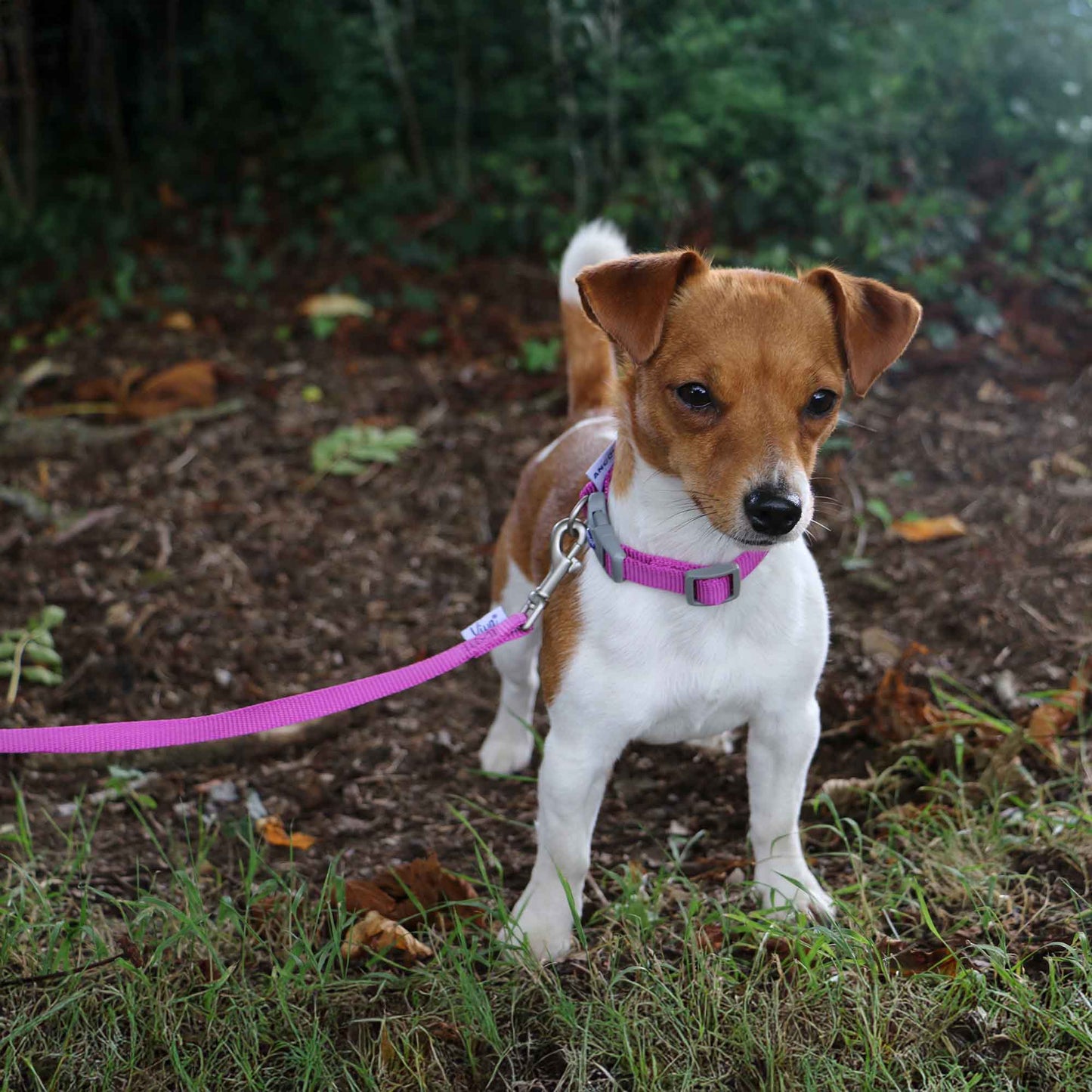 Ancol Viva Padded Lead Purple 1.8mx25mm