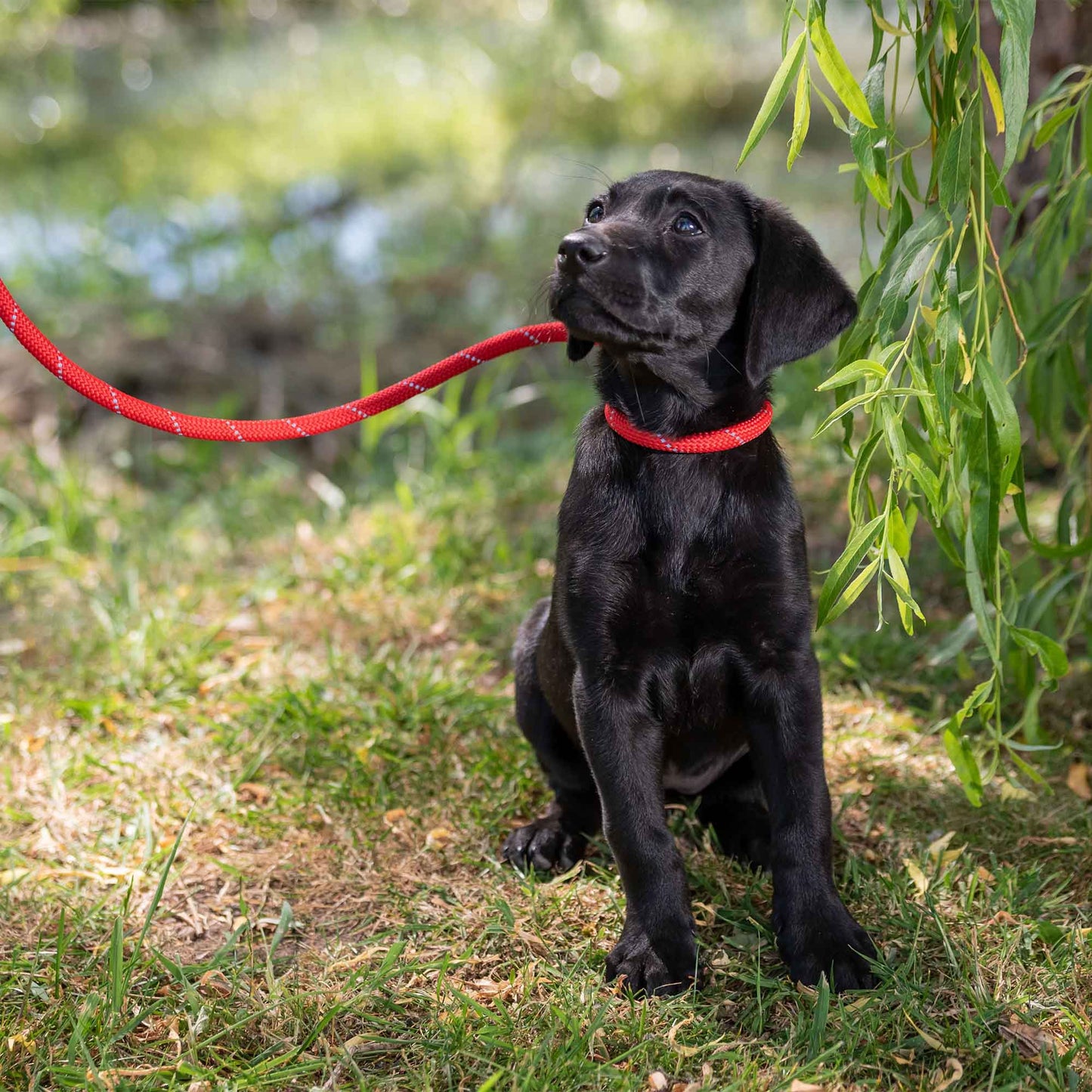 Ancol Viva Rope Slip Lead Reflective Red 1.2mx12mm 50kg