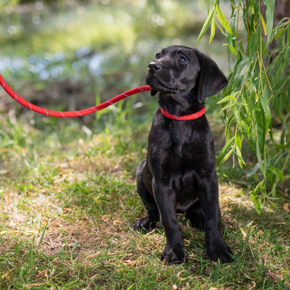 Ancol Viva Rope Slip Lead Reflective Red 1.2mx12mm 50kg