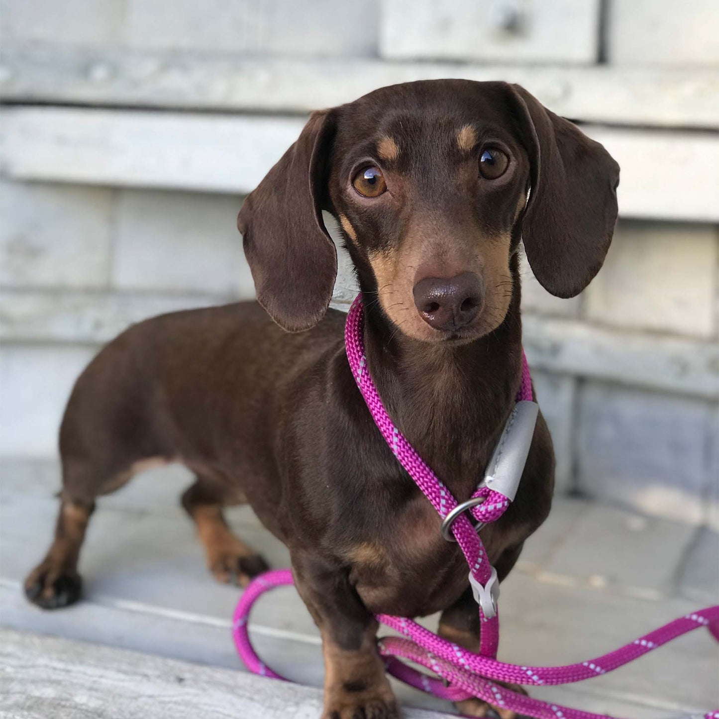 Ancol Viva Rope Slip Lead Reflective Black 1.2mx10mm 30kg