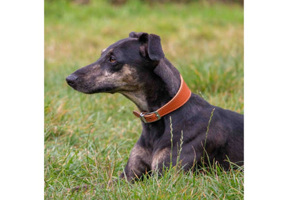 Ancol Whippet Leather Collar Tan