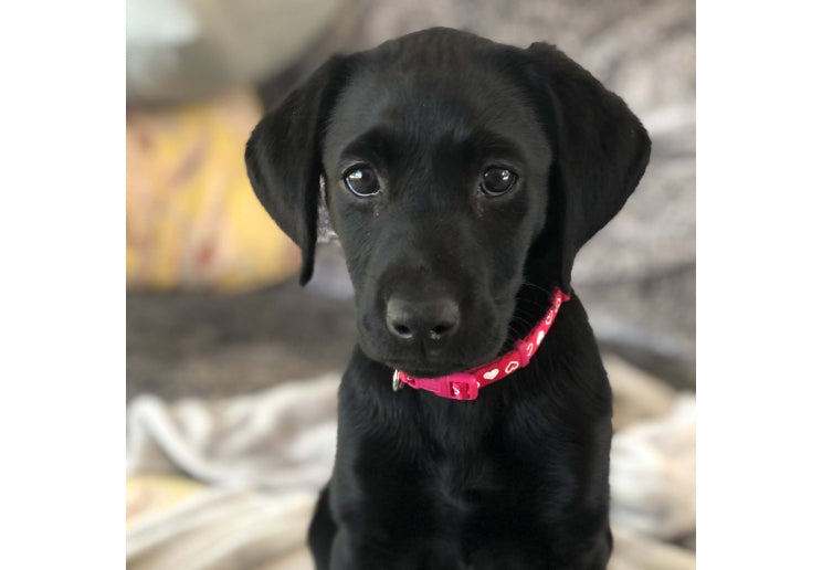 Ancol Small Bite Heart Collar & Lead Set Pink