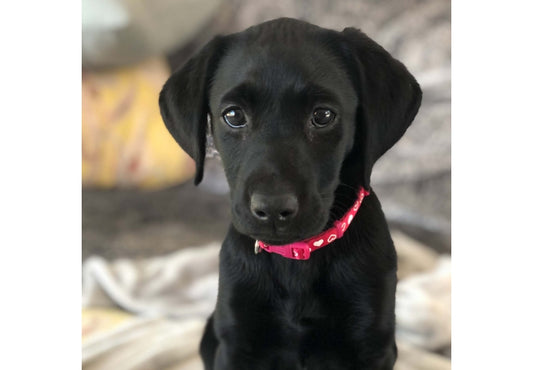 Ancol Small Bite Heart Collar & Lead Set Pink