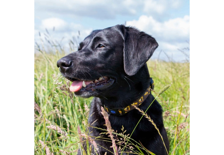 Ancol Digger Collar