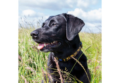 Ancol Digger Collar