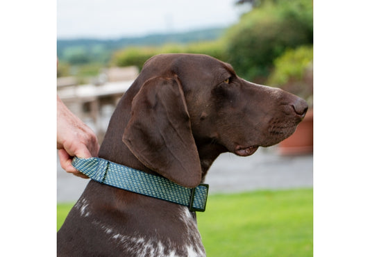 Ancol Extreme + Collar with Grab Handle