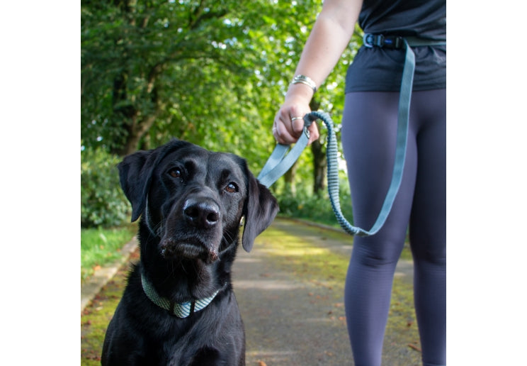 Ancol Extreme + Shock Absorb Running Lead