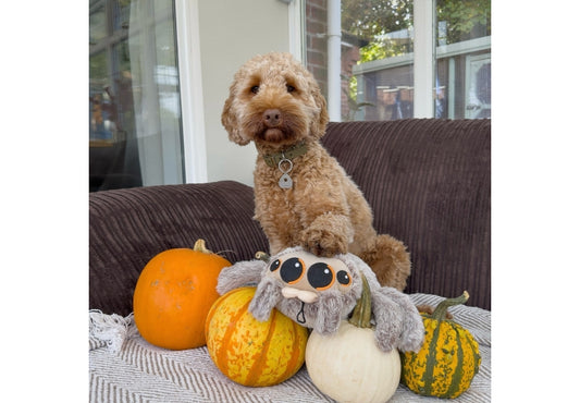 Ancol Cuddle Sid the Spider