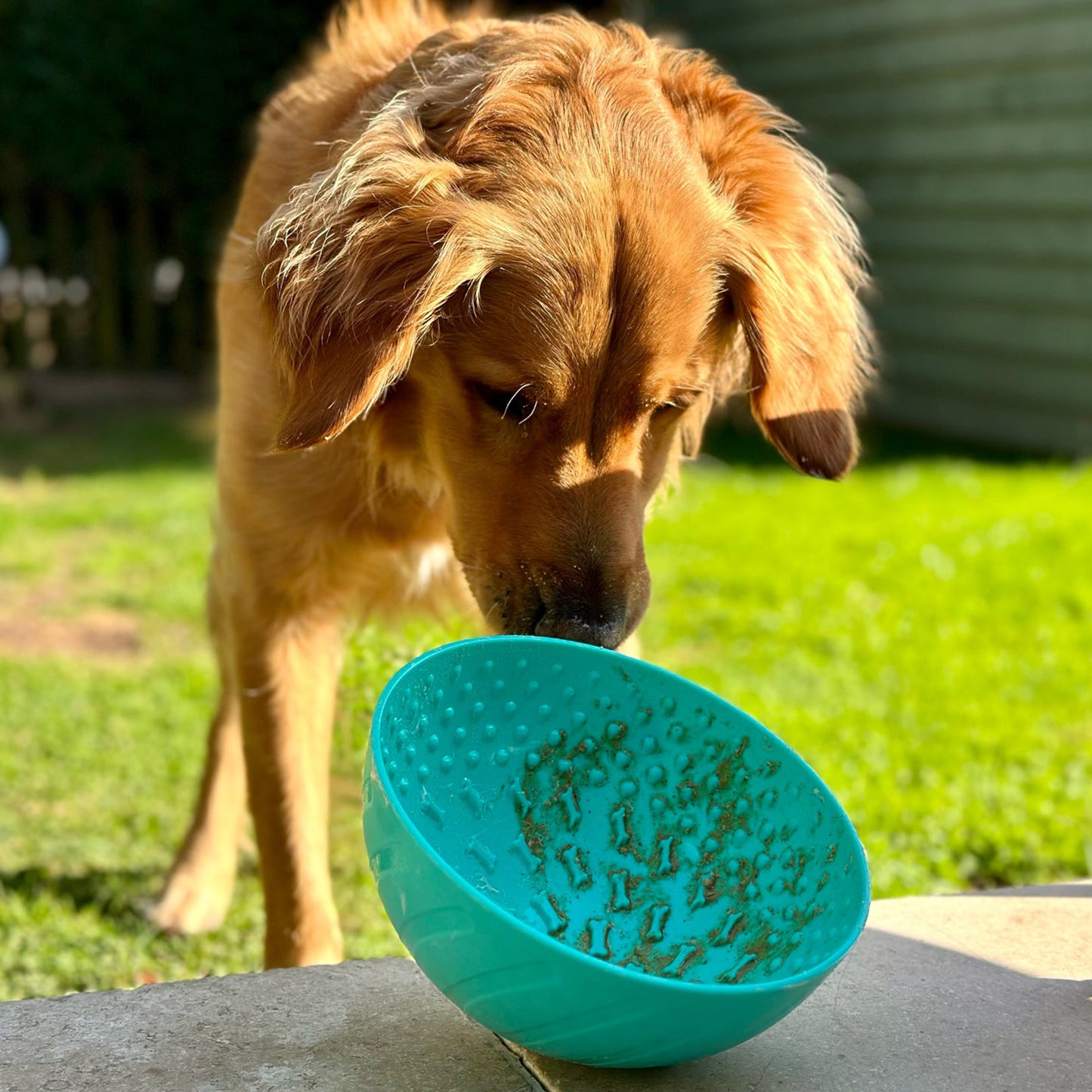 Ancol Orva Enrichment Wobble Bowl