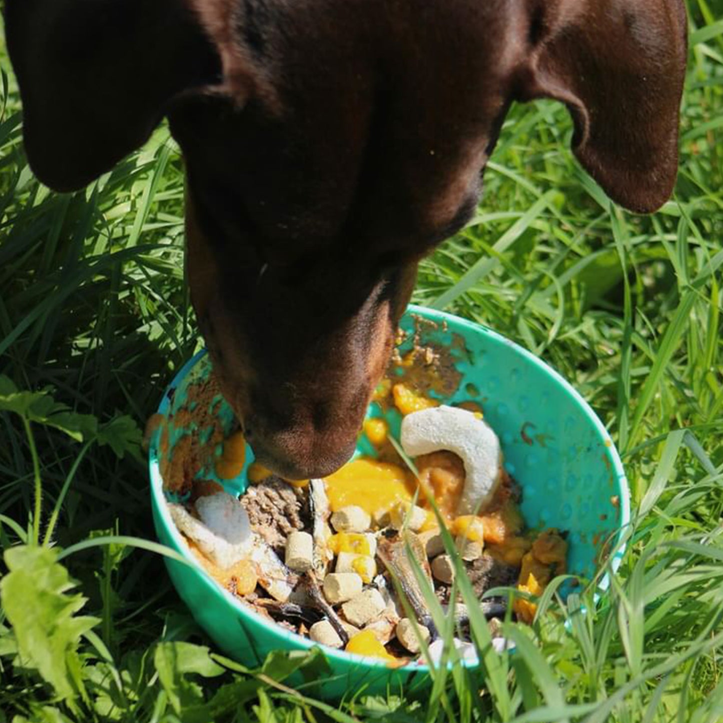 Ancol Orva Enrichment Wobble Bowl