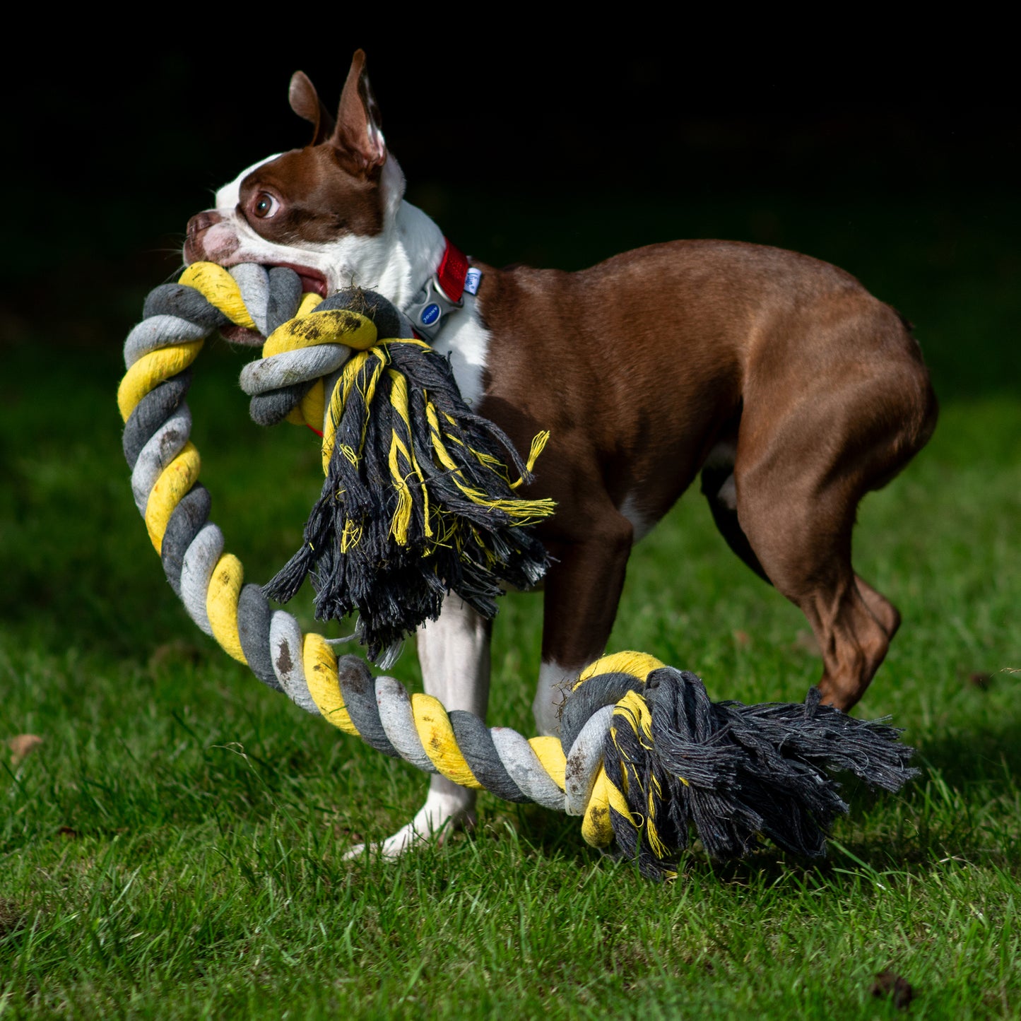 Ancol Playtime Jumbo Super Rope
