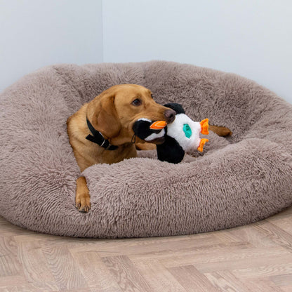 Ancool Orva Puffin Treat Belly