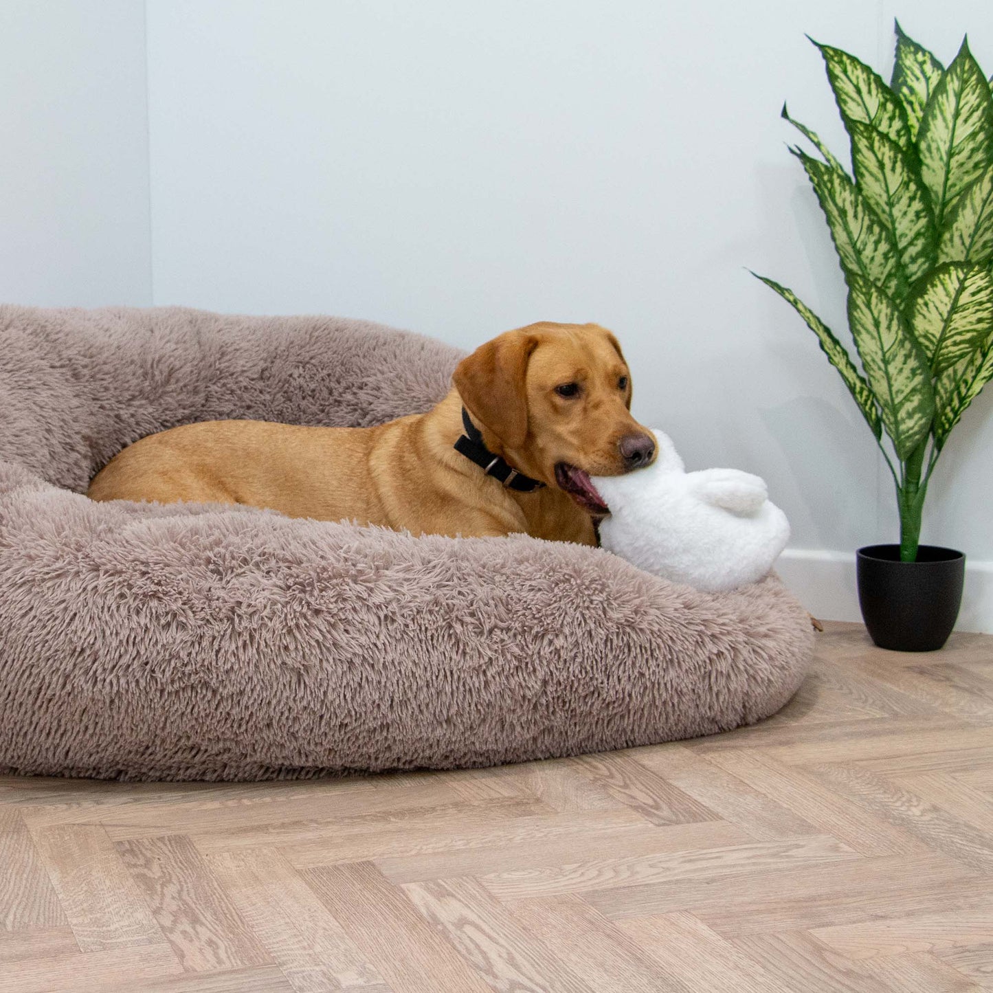 Ancol Orva Polar Bear Treat Belly