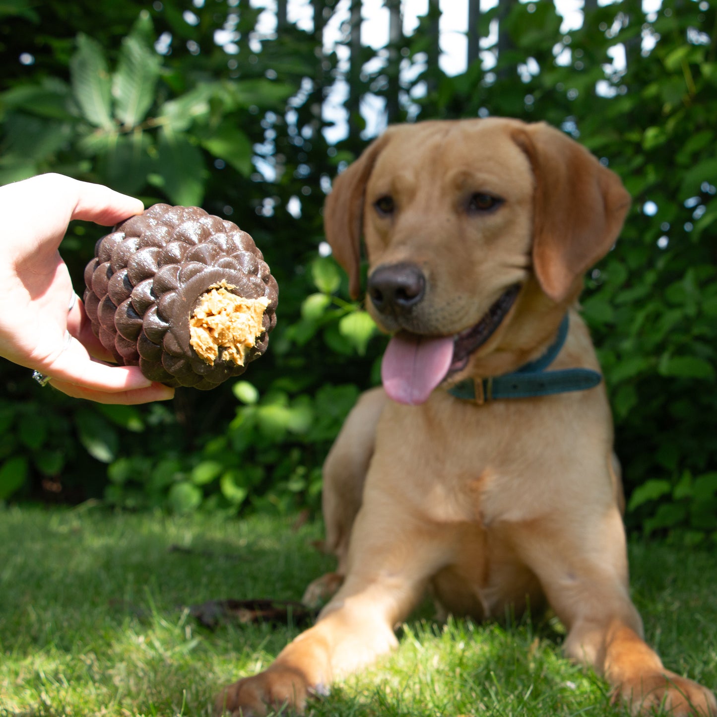 Ancol Orva Pine Cone