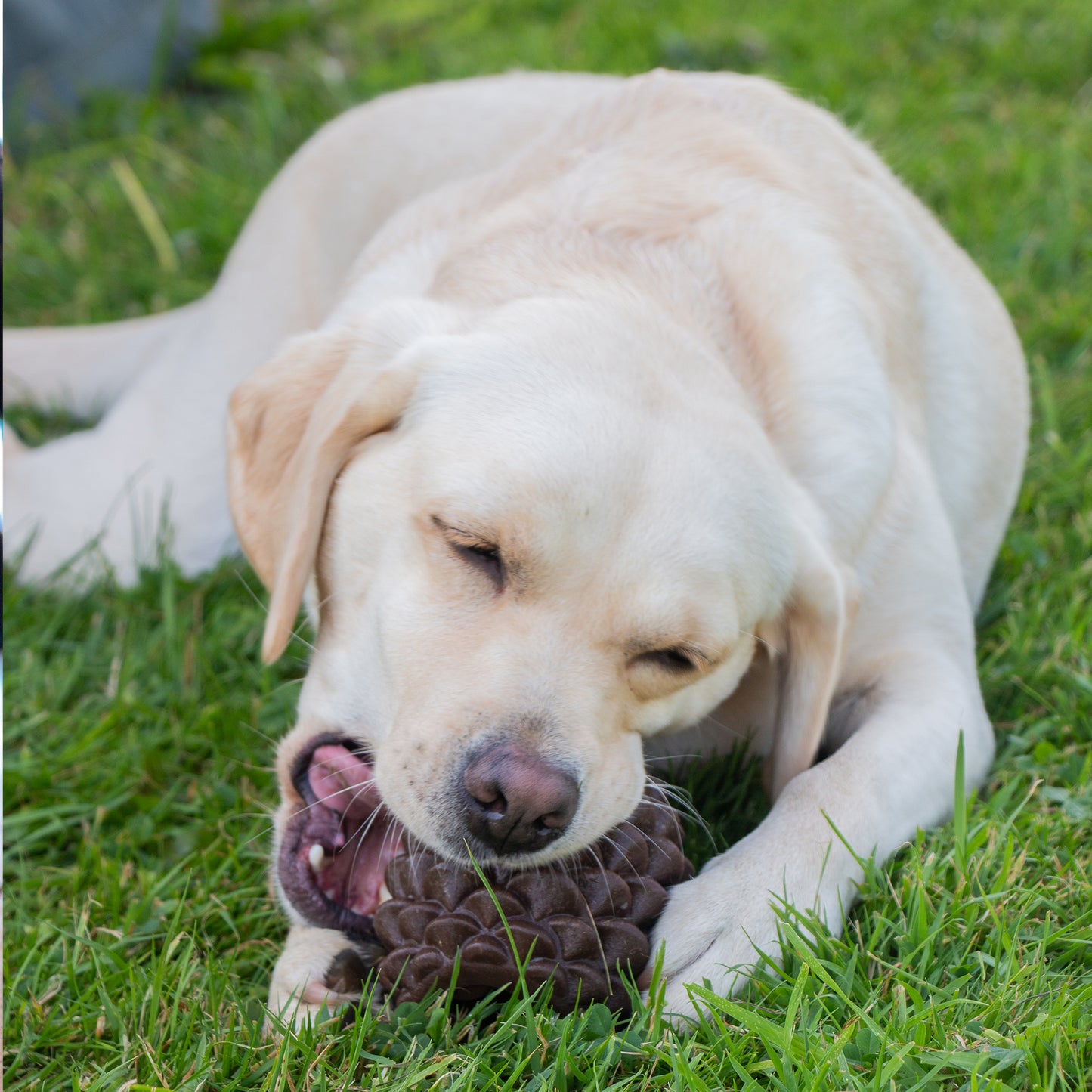 Ancol Orva Pine Cone