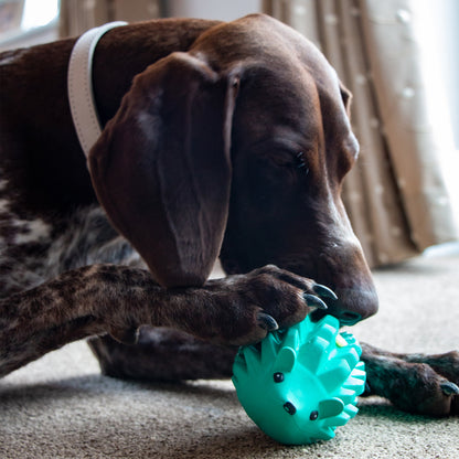 Ancol Orva Hedgehog Treat Toy