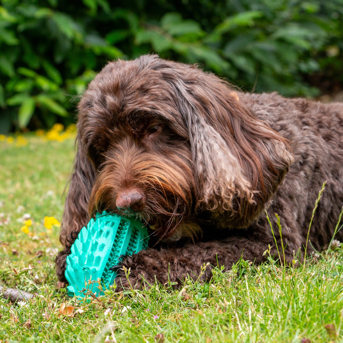 Ancol Orva Hedgehog Treat Toy
