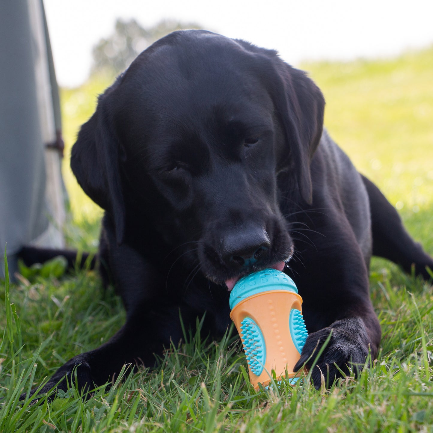 Ancol Orva Sensory Roll Treat Toy