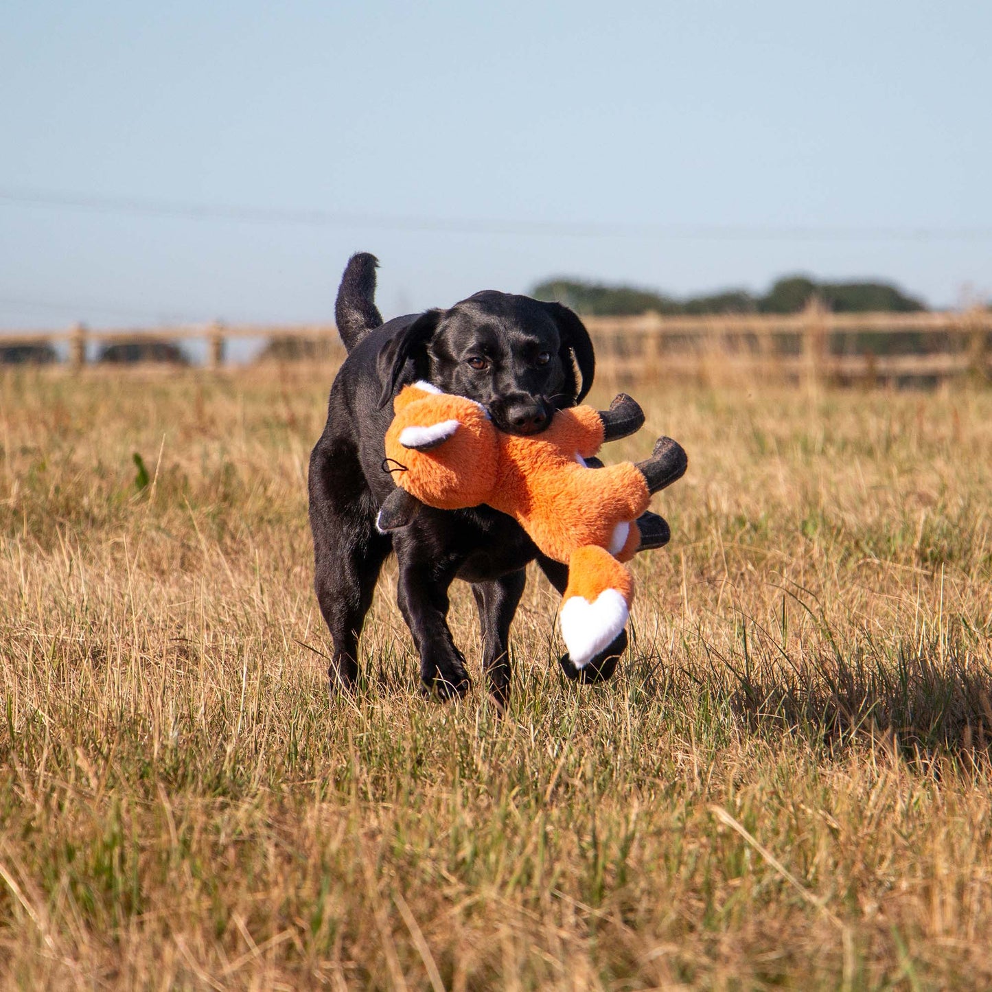 Ancol Heritage Collection Felicity Fox