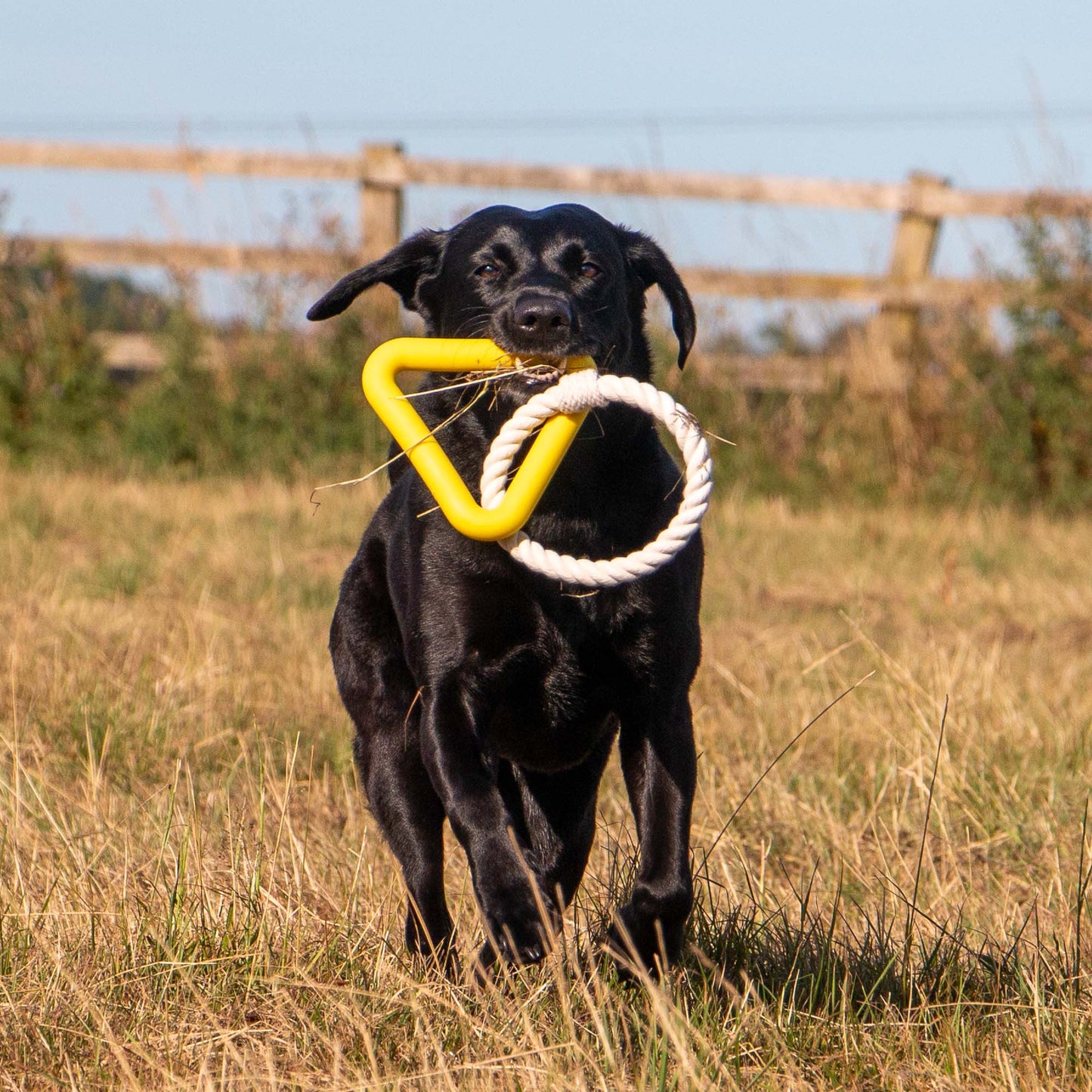 Ancol Playtime Natural Ropey Triangle (Yellow)