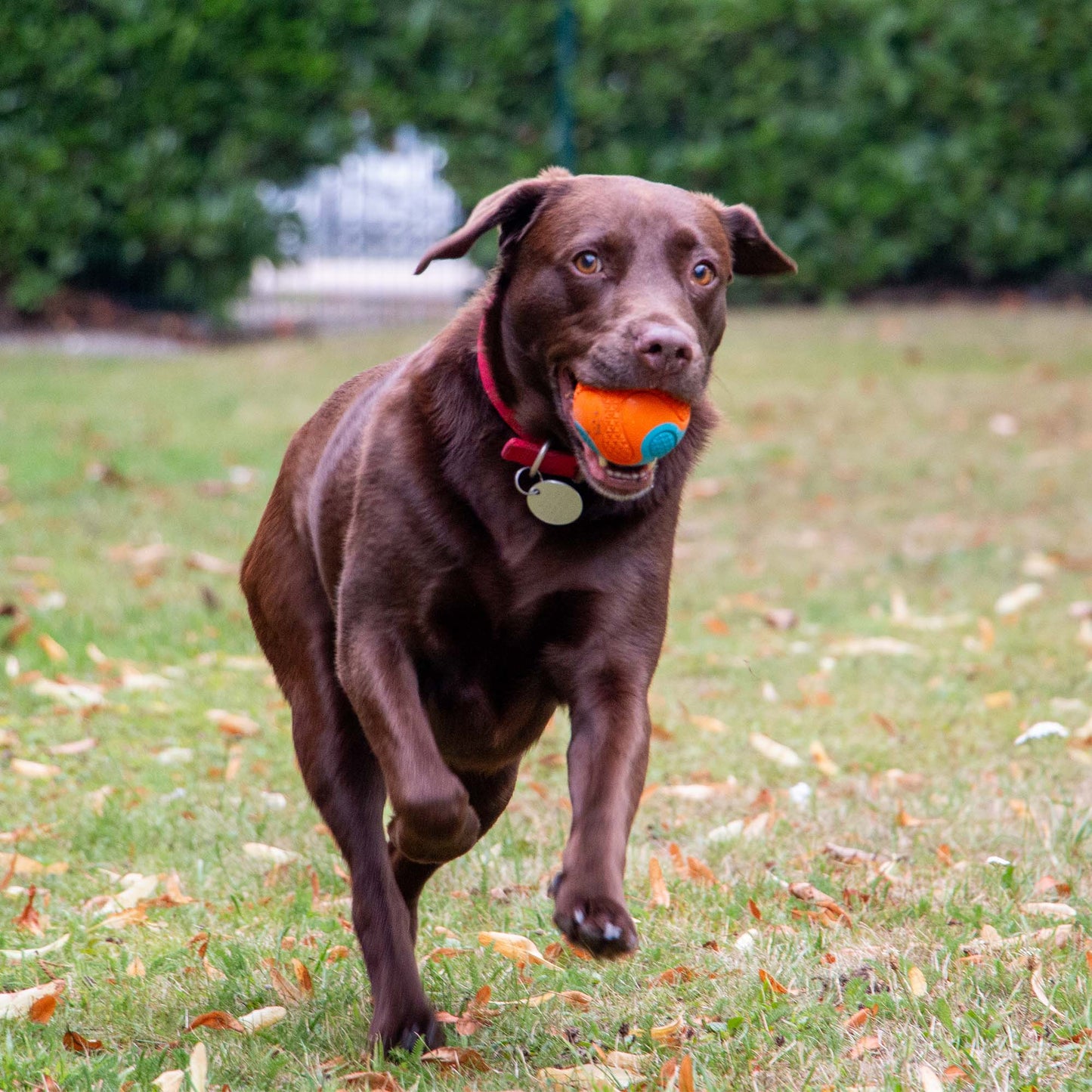 Ancol Playtime Chase Tough Rubber Ball