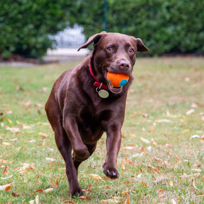 Ancol Playtime Chase Tough Rubber Ball