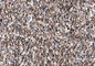 Johnston & Jeff Hen Size Oyster Shell 25kg