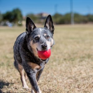 KONG Ball Durable Dog Toy Small 6cm - Red
