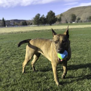 KONG Twistz High-Viz Ball Lg