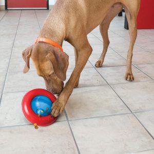 KONG Gyro Treat Dispensing Dog Toy - Large